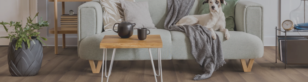 Dog sitting on sofa | Carpet Empire Plus